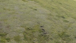 Caribou.JPG