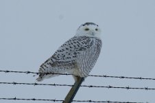 Snowy Owl on Guard YIP.jpg