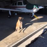 Click image for larger version  Name:	Ziva tired pup.jpg Views:	0 Size:	127.6 KB ID:	177746