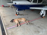Click image for larger version  Name:	Ziva tired pup.jpg Views:	0 Size:	127.6 KB ID:	177746