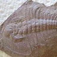 dentate